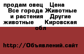  продам овец › Цена ­ 100 - Все города Животные и растения » Другие животные   . Кировская обл.